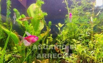 Acuario 