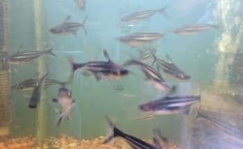 Acuario 