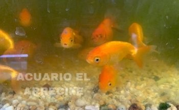 Acuario 