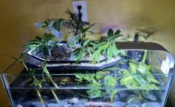 Iguanas DR RPTIL