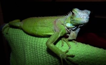 Iguanas DR RPTIL