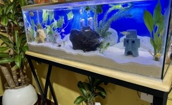Iguanas DR RPTIL