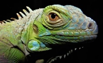 Iguanas DR RPTIL