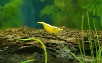 Iguanas DR RPTIL