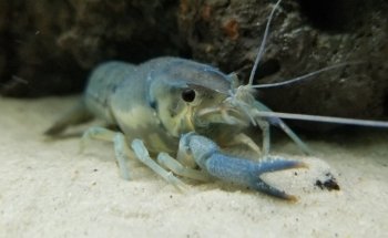 Iguanas DR RPTIL