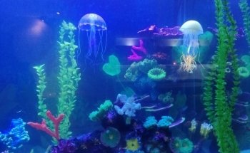 Acuario Williams Suc Cualtlancingo