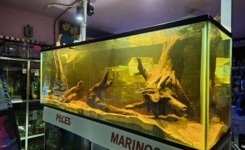 Acuario Williams Suc Cualtlancingo