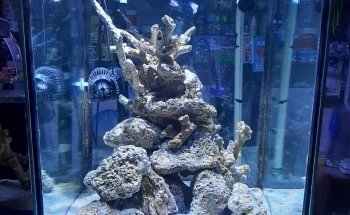 Acuario Williams Suc Cualtlancingo