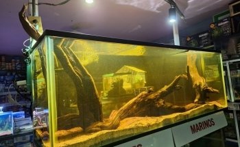 Acuario Williams Suc Cualtlancingo