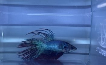 Fins Fangs 'N' Feathers