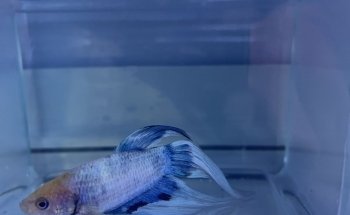 Fins Fangs 'N' Feathers