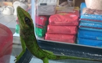 ACUARIO Y VETERINARIA GUADALAJARA