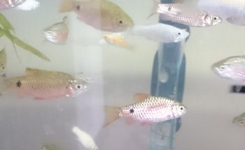 ACUARIO Y VETERINARIA GUADALAJARA
