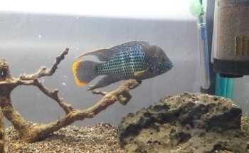 Acuario Corona