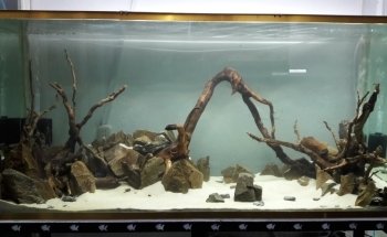 Acuario Corona