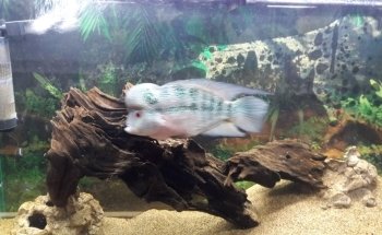 Acuario Corona