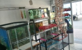 Acuario Corona