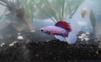 Acuario Corona