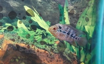Acuario Corona
