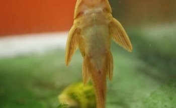 Acuario El Taller
