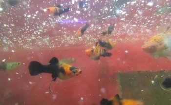 Acuario El Taller