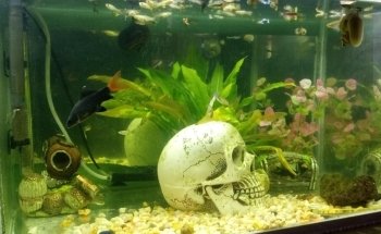 Acuario El Taller