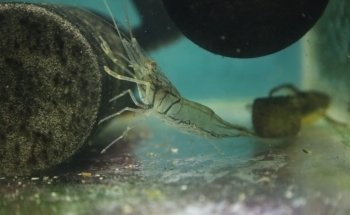 Acuario El Taller