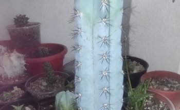 Acuario El Taller