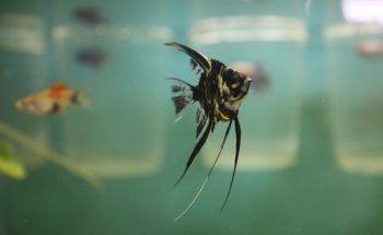 Acuario El Taller