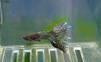 Acuario BAD FISH