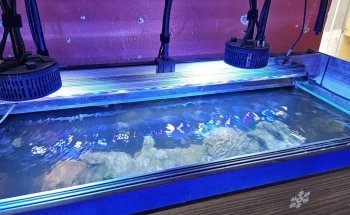 Acuario BAD FISH