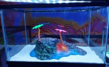 Acuario BAD FISH