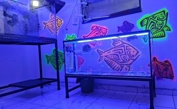 Acuario BAD FISH