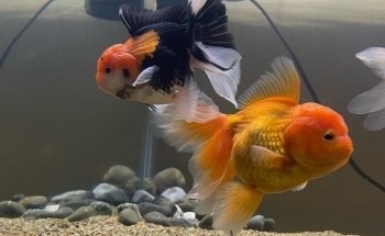 Acuario BAD FISH