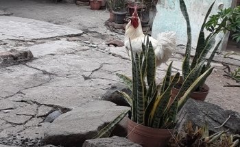 Acuario Habitat