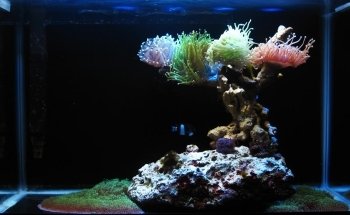 Acuario Habitat