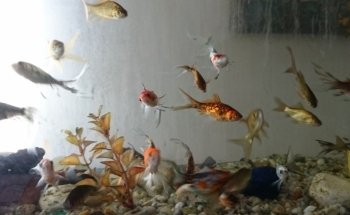 Acuario Habitat