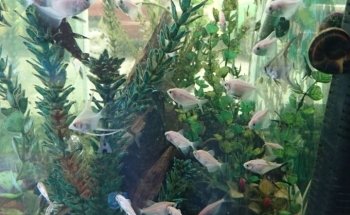 Acuario Habitat
