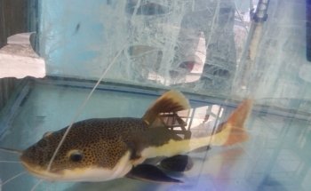 Acuario 