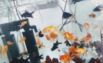 Acuario 