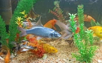 ACUARIO HIDALGO
