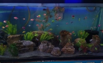 Hidalgo Aquarium