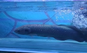 ACUARIO HIDALGO