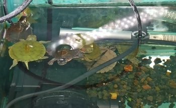 ACUARIO HIDALGO