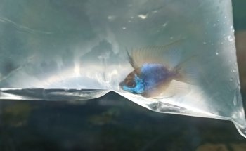 ACUARIO HIDALGO