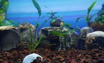 ACUARIO HIDALGO