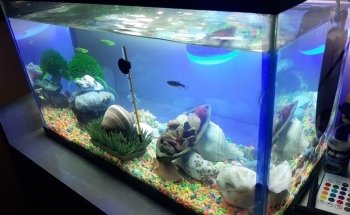 Acuario Escobedo