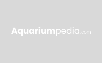Acuario De Nuevo Laredo