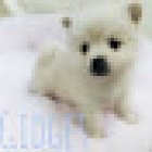 Waterford Feed & Pet Barn