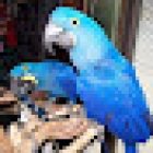 Tropical fishes and Pet store.